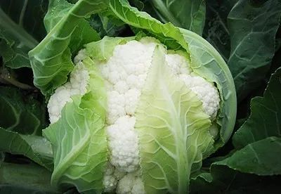 Iqf Organic Cauliflower