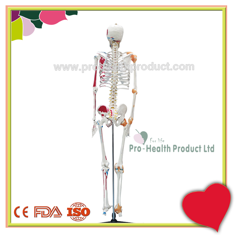PH03-188-180cm人体骨骼模型(韧带+彩绘)-800x800-logo-3.jpg