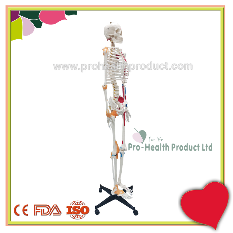 PH03-188-180cm人体骨骼模型(韧带+彩绘)-800x800-logo-2.jpg