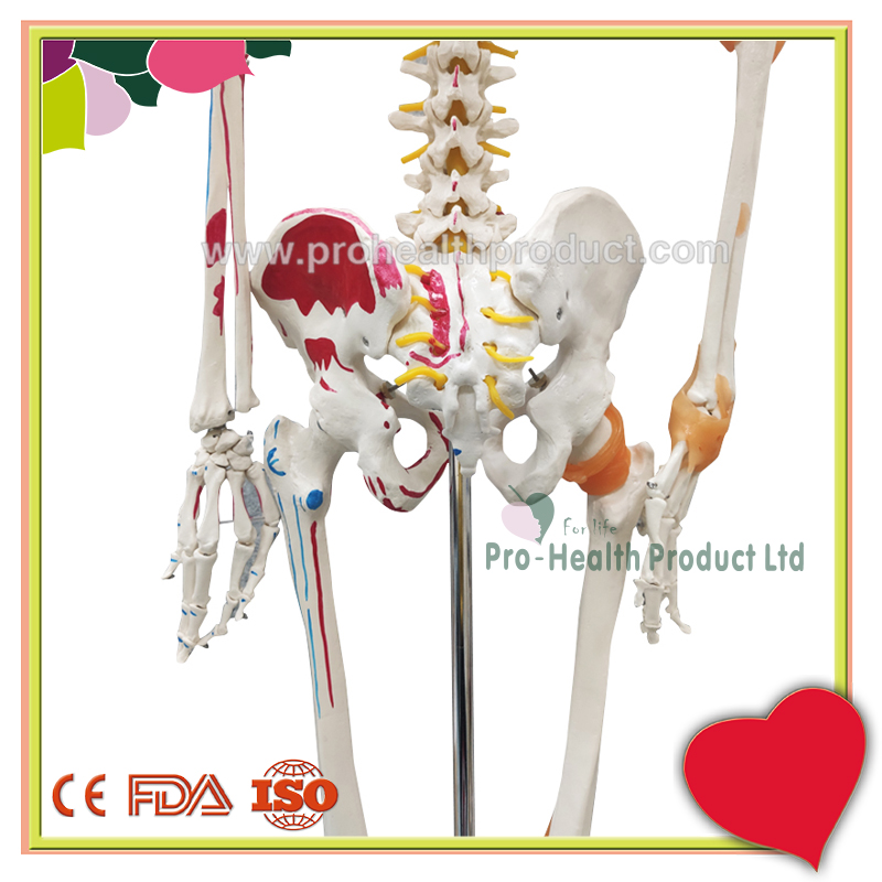 PH03-188-180cm人体骨骼模型(韧带+彩绘)-800x800-logo-6.jpg