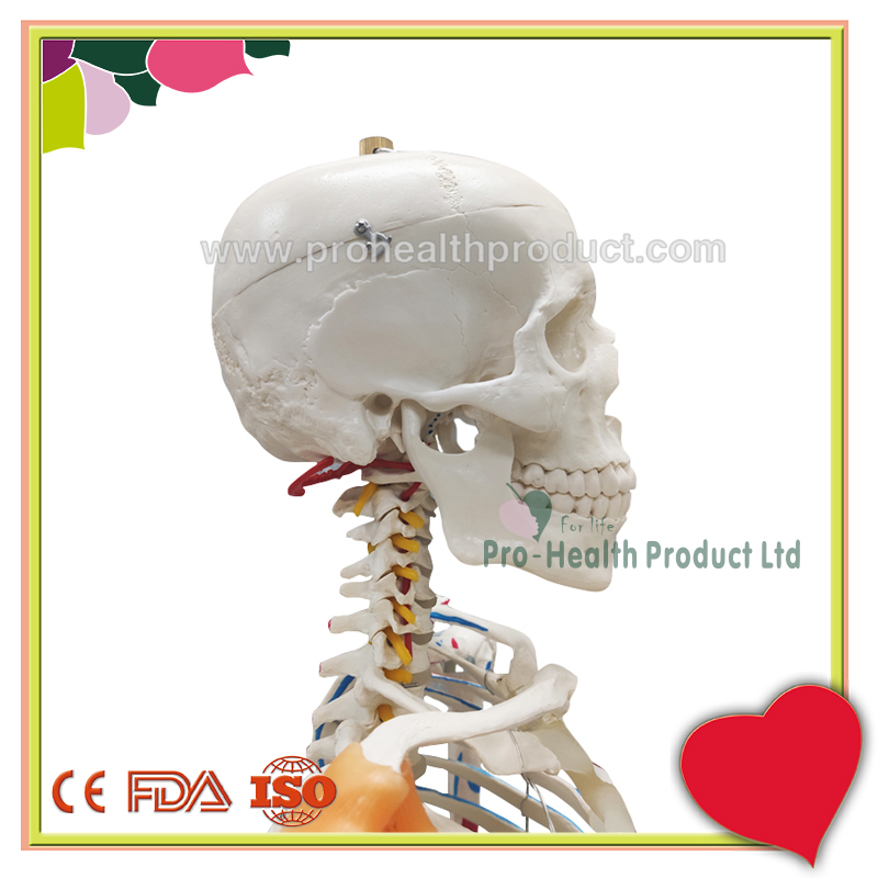 PH03-188-180cm人体骨骼模型(韧带+彩绘)-800x800-logo-4.jpg