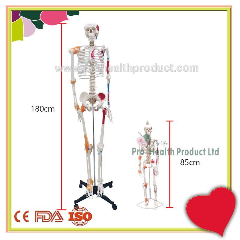 PH03-188-180cm人体骨骼模型(韧带+彩绘)-800x800-logo-7.jpg
