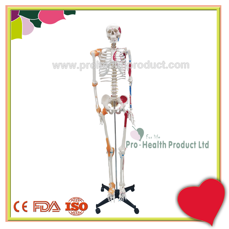 PH03-188-180cm人体骨骼模型(韧带+彩绘)-800x800-logo-1.jpg