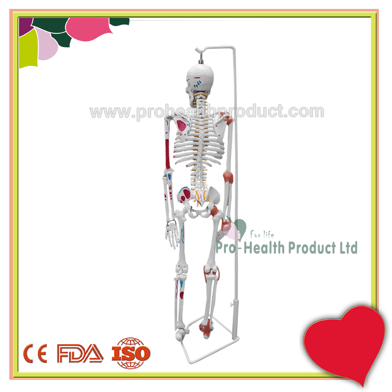 PH03-187-85cm人体骨骼模型(韧带+彩绘)-800x800-logo-3.jpg