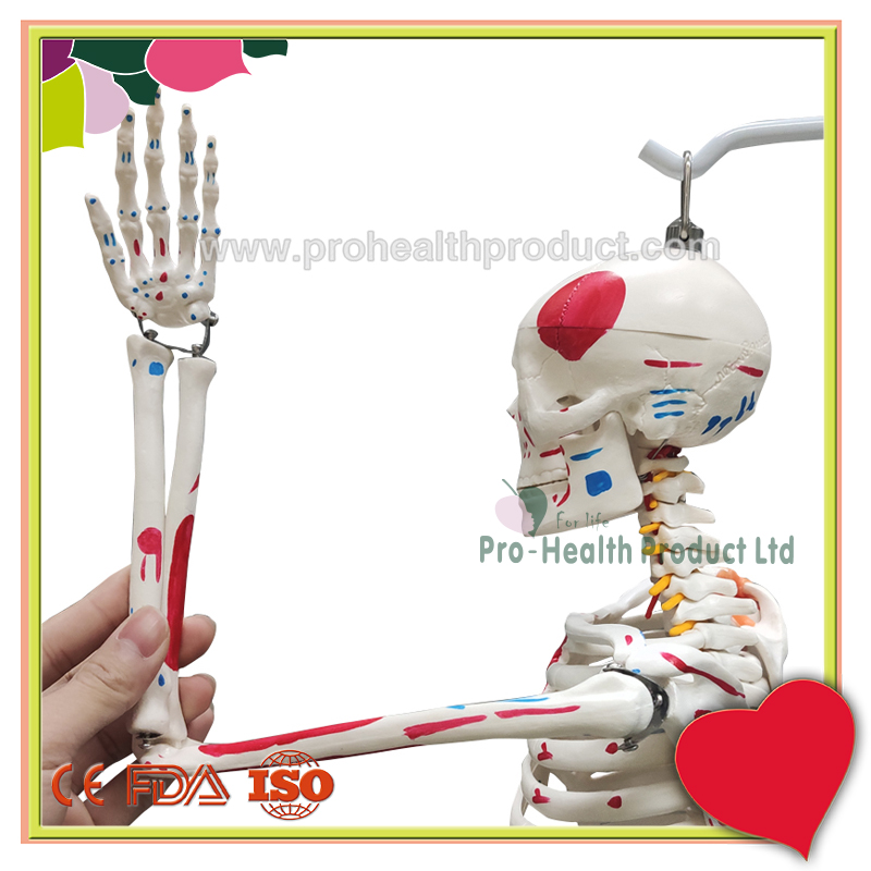 PH03-187-85cm人体骨骼模型(韧带+彩绘)-800x800-logo-5.jpg