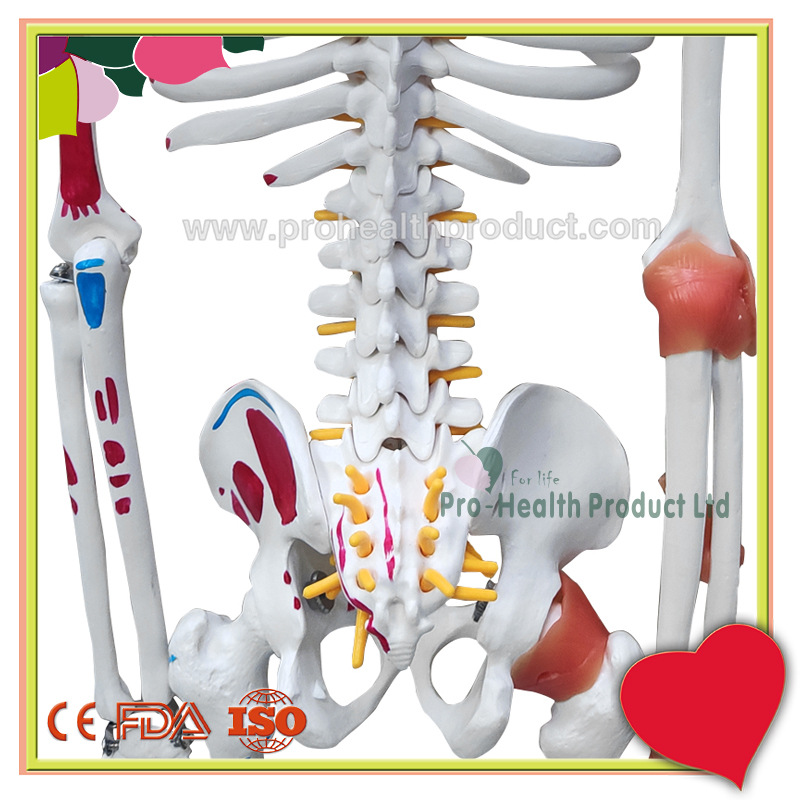 PH03-187-85cm人体骨骼模型(韧带+彩绘)-800x800-6.jpg