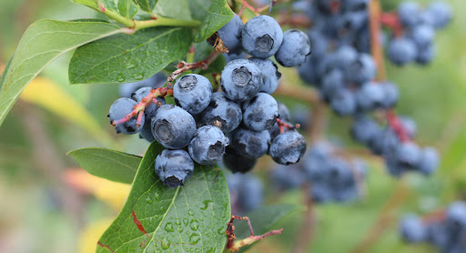 blueberry irrigation system
