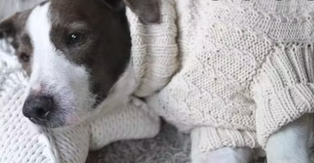 pet dog home wear knit