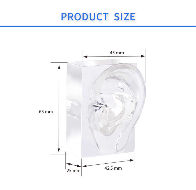 Clear Acrylic Hearing Aid Ear Display for Demonstrate BTE Hearing Aids