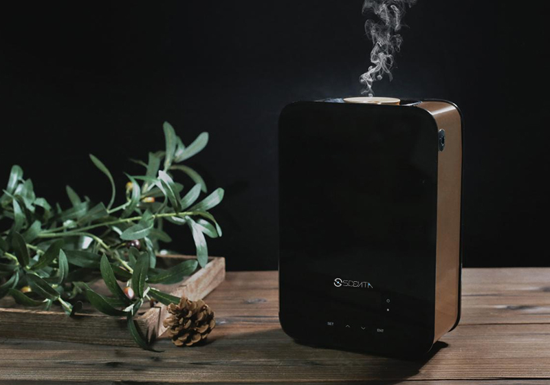 What Does White Tea Aroma Smell Like?